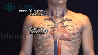 🌟EXAMEN DE LAS VENAS DEL CUELLO🌟 [upl. by Lielos]