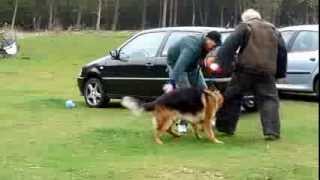 Duitse Herder Casper knpv training 2942012wmv [upl. by Rhoads]