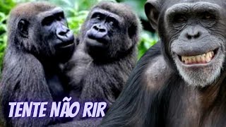 MACACOS ENGRAÇADOS e FOFOS que FALAM  FILHOTES na SELVA  VIDEO com macaquinho inteligente DUBLADO [upl. by Naquin]