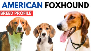 American Foxhound Breed Profile History  Price  Traits American Foxhound Grooming Needs  Lifespan [upl. by Allerie]