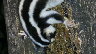 striped possumDactylopsila trivirgata 舔食蜂蜜 [upl. by Ledoux]