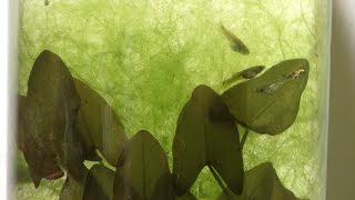 Filamentous Algae SelfSustaining Aquarium [upl. by Akkinahs]