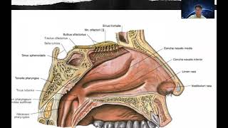 Organ Sensoris 12 Nervus Cranialis Sistem Saraf Pusat dan Pathways [upl. by Anoif]