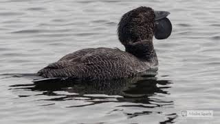 Ripper the talking musk duck [upl. by Nurav]