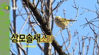 상모솔새 울음소리 Goldcrest song [upl. by Annoyik]