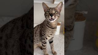 Cute Savannah Cat Meowing Nonstop cat savannahcat meow shorts [upl. by Aihsela]