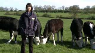 EBLEX suckler cow fertility guide Part 3  Heifer management [upl. by Ssej]