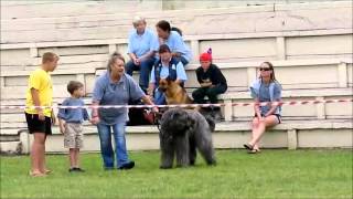 ZEUS THE BOUVIER DES FLANDRES SIMULATED CHILD PROTECTION [upl. by Sheldon]