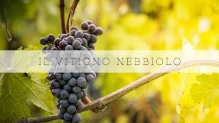 Il vitigno nebbiolo [upl. by Nnylav815]