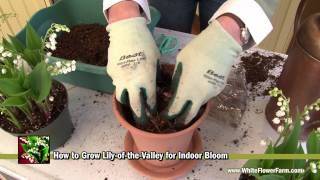 How to Grow LilyoftheValley Indoors  White Flower Farm [upl. by Nayarb]