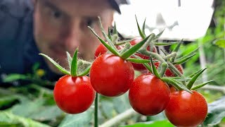 RESULTS — Hydroponic tomatoes How to grow tomatoes foreverish Or for a really long time [upl. by Duleba]