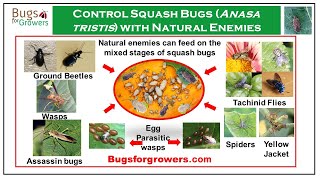 Natural Predators and Parasites for Squash Bug Management [upl. by Luci]