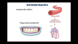 inhibiteur calcique HTA [upl. by Sussna]