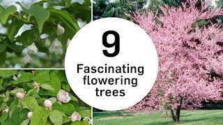 Flowering Trees  Tree vlog 13 [upl. by Adnwahsal78]