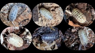 Armadillidium Vulgare [upl. by Corena]