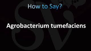 How to Pronounce Agrobacterium tumefaciens Correctly [upl. by Daile986]