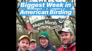 Magee Marsh at Biggest Week in American Birding 2019  Day 1 [upl. by Hanikehs]