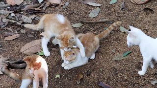 Kitten snatches and eats prey from hunter kitten who was busy playing with the prey [upl. by Aisetra]