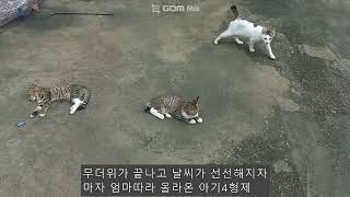 2024 09 22 생후4개월 아기고양이 4형제와 한살 많은 큰형 고양이 호동이 [upl. by Grewitz455]