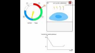 Le cycle cellulaire Animation shorts [upl. by Peoples]