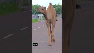 rajasthan rural life  folk song desert camel rajasthanifolksong [upl. by Anigal]