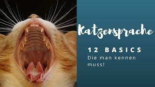 Katzensprache lernen  Die 12 wichtigsten Basics [upl. by Seve]