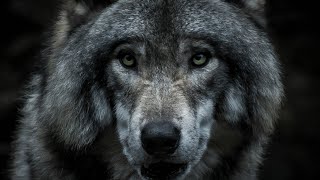 Pourquoi les loups hurlentils à la lune  Quel est le cri du loup et comment sappelletil [upl. by Goraud]