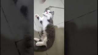 pulupulu😍 kucinglucu kucingngambek aksikucing aksikucinglucu cat [upl. by Illene]