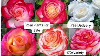 Best Quality Rose Plants For Sale  170 Variety  Free All India Delivery  WhatsApp  8250221446 [upl. by Weyermann883]