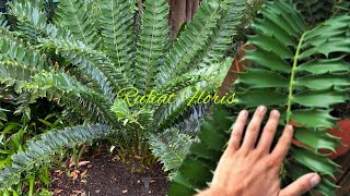 Encephalartos Ferox Tanaman Dari Jaman PurbaAfrican Cycads [upl. by Pfosi]