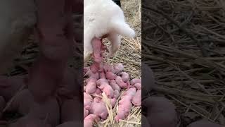 Rabbit breeding agriculture rural areas and farmers raising rabbits for entertainment only [upl. by Etiuqram]