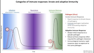 Lecture 1c Categories of Immune Responses [upl. by Noseaj]