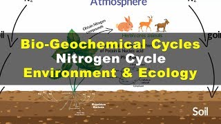 Simple nitrogen cycle flowchart [upl. by Cheke]