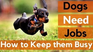 Dogs Need Jobs  12 Ways to Keep Your Dog Busy [upl. by Anawt602]