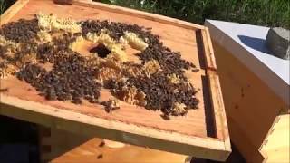 Beekeeping 5 rookie mistakes in this video that you can learn from [upl. by Rubenstein27]