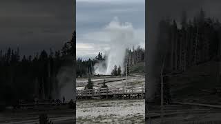 Grand Geyser Start nature yellowstonenationalpark yellowstone americannationalparks [upl. by Charil]