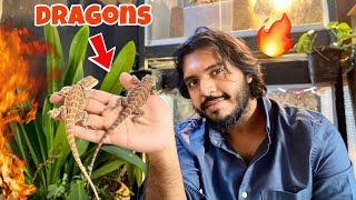 আমার নতুন পোষা প্রাণী Bearded Dragon l Doggo Sage l Pets amp Animals [upl. by Rox]