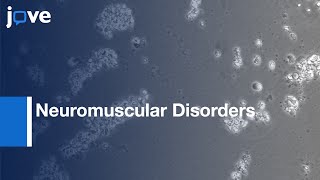 Fibroblasts Conversion to Myoblasts to Investigate Therapies for NMD  Protocol Preview [upl. by Pernick]