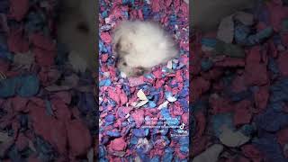 Torpor hamsters shortsvideo [upl. by Ecadnak]