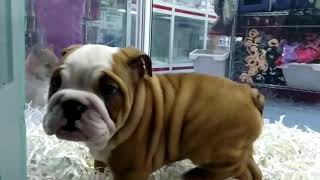 7914 Bulldog Ingles Macho [upl. by Emilie787]