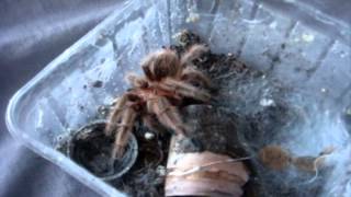 Tarantula Feeding Video 95 with 77 Inverts [upl. by Eidnew]