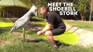 Meet The Shoebill Stork Balaeniceps Rex  Drive 4 Wildlife [upl. by Aikemat]