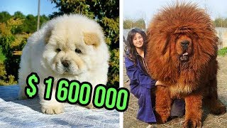 THE Most EXPENSIVE DOG BREEDS In The World [upl. by Ayar]