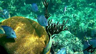 Fish at the Coral Reef  Mayan Riviera Sony HD [upl. by Erika468]