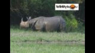 Kaziranga National Park Assam Eastern Gate [upl. by Koziel318]