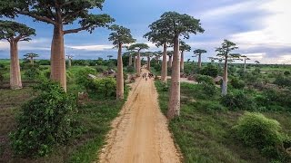 MADAGASCAR  Lemurs Baobab Trees  Broken Bridges [upl. by Sly]