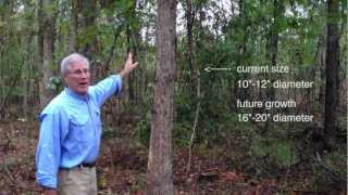 Timber Thinning in GA The Right Tree to Leave Behind  TimberUpdatecom [upl. by Hterrag830]