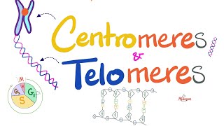 Telomeres Centromeres Telomerase Hererochromatin Euchromatin Histones  Molecular Biology [upl. by Gardiner]