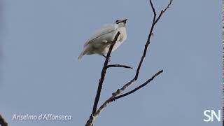 White bellbirds break sound records with their mating songs  Science News [upl. by Nnayecats]