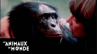 Le bonobo  champions de la nature [upl. by Otis]